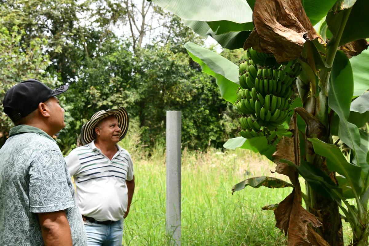 Guacarí, Valle del Cauca