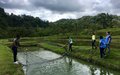 Fish farming, a reconciliation project that grows between Chocó and Risaralda departments.