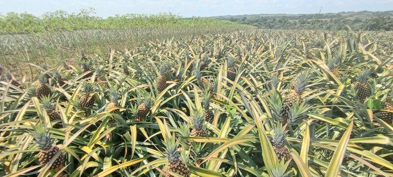 ‘El Remanso’, el predio que promete consolidar el proceso de reincorporación de firmantes en Meta